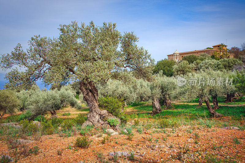 西班牙马略卡岛巴利阿里群岛Sa Foradada附近Serra de Tramuntana的Old Olive Orchard和Son Marroig